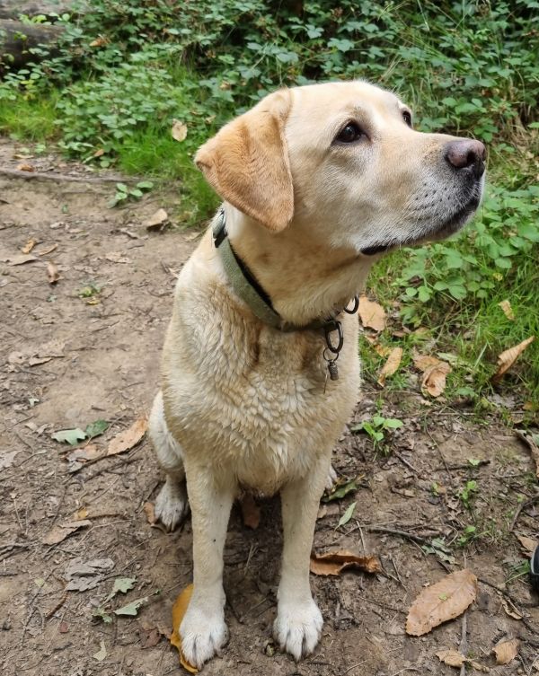 Golden Labrador dog